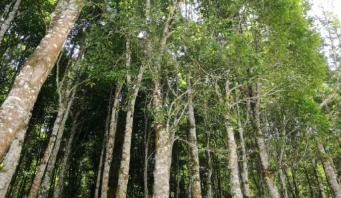 Agarwood Plantation