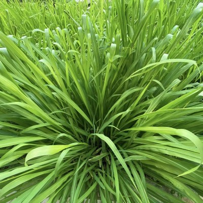 Napier Grass Farming