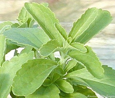 Stevia Cultivation